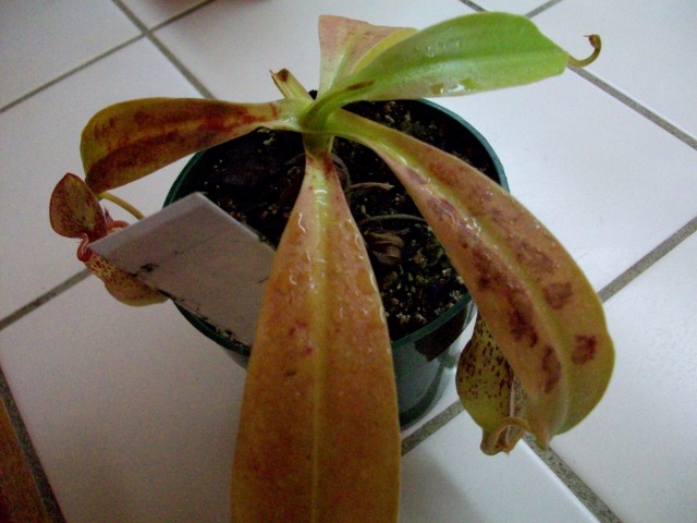 Nepenthes \'unknown\'