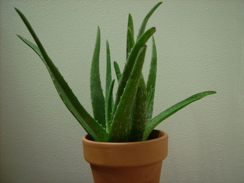 Long, narrow, spiked, plump Aloe Vera Plant