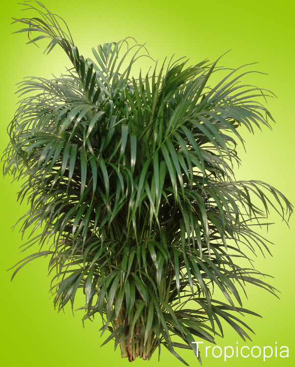 Green, feathery Areca Palm