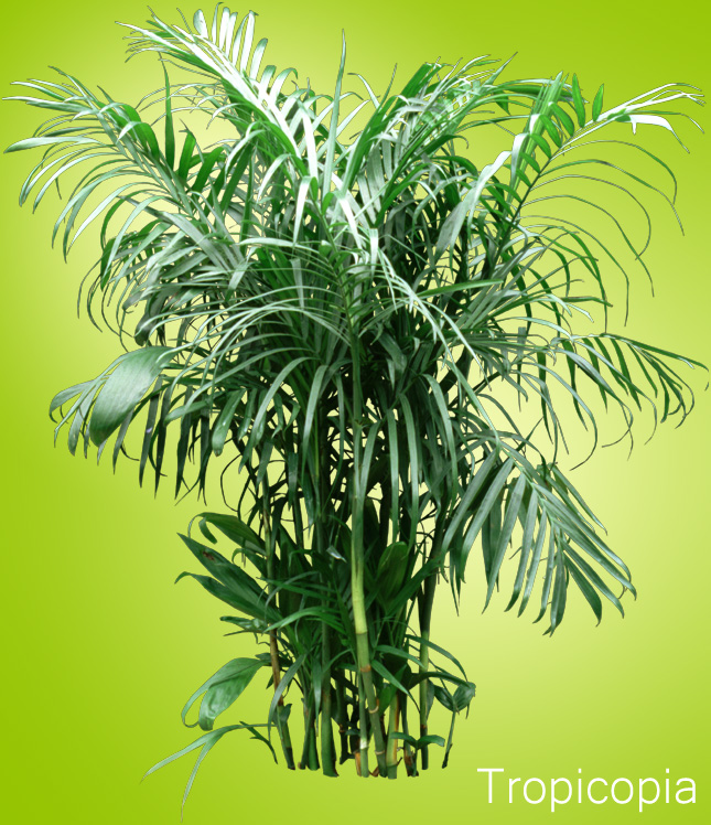 Multi-stemmed green Bamboo Palm