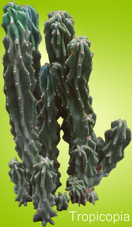 Spiney, green Cactus Plant