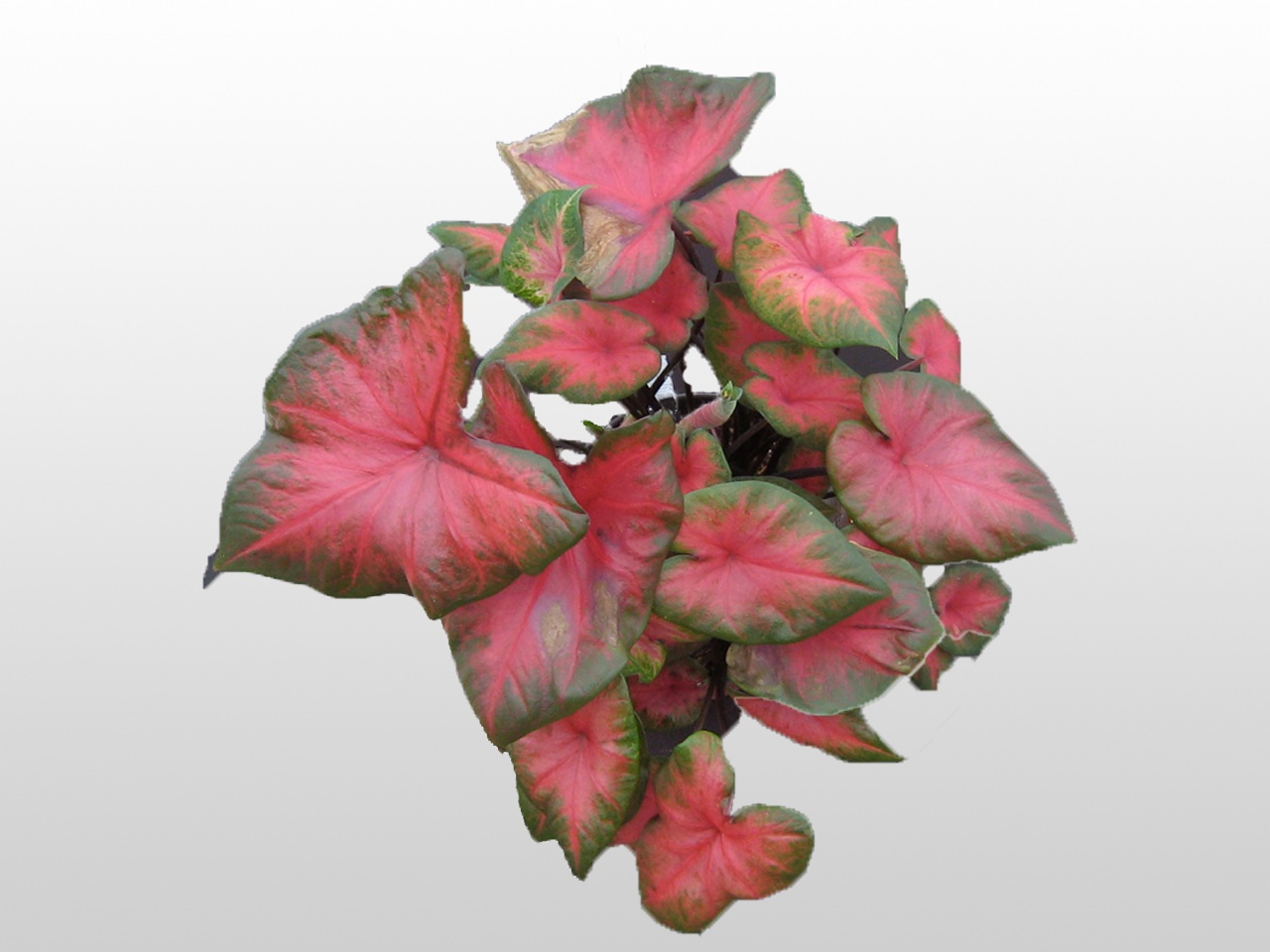 Pink and green Caladium Plant