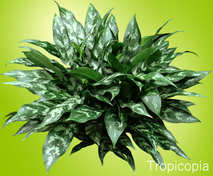 Dark green patterned leaves on Chinese Evergreen Emerald Beauty