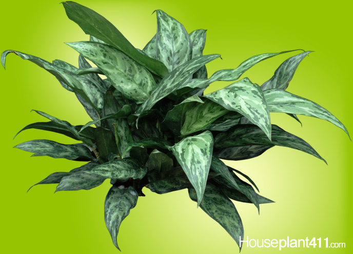 Grey, green, patterned Chinese Evergreen