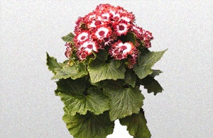 Red and White cCneraria Plant