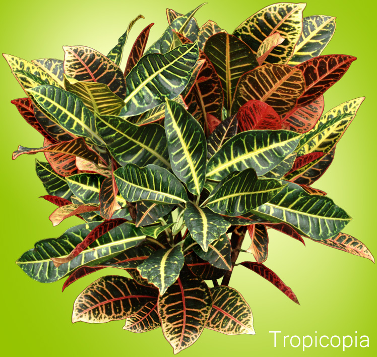 Green, yellow,and red Croton Plant