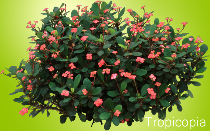 Red thorny Crown of Thorns Plant