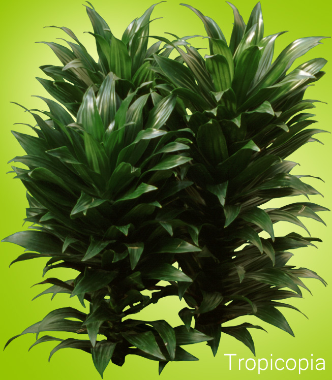 Dark- green Dracaena Compacta Plant