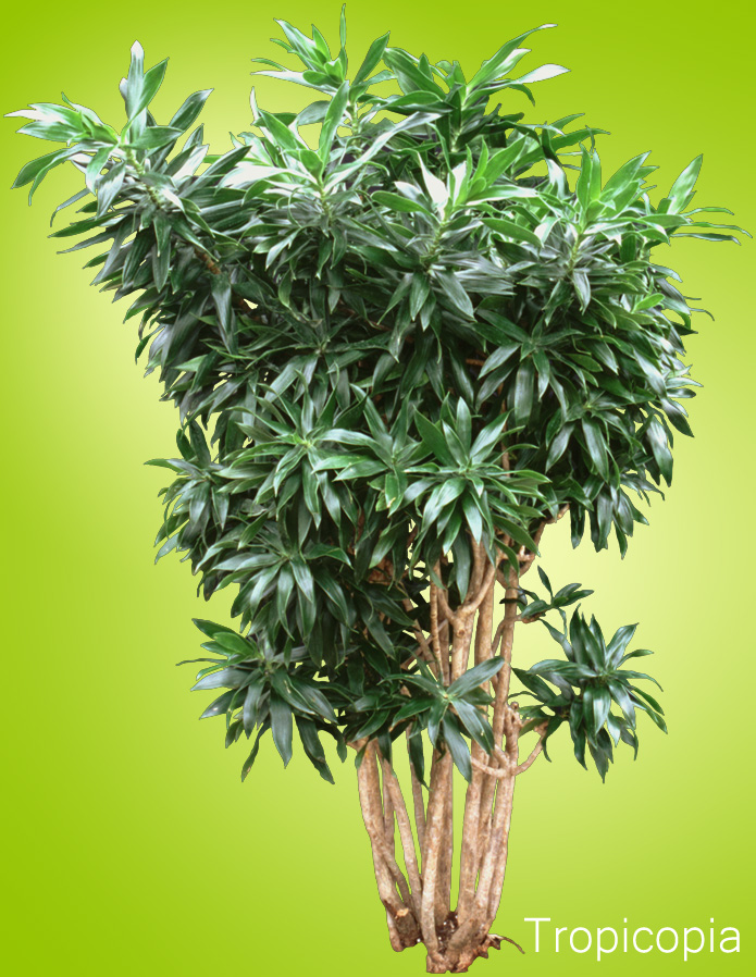 Short, narrow, pointed green leaves on Dracaena Reflexa