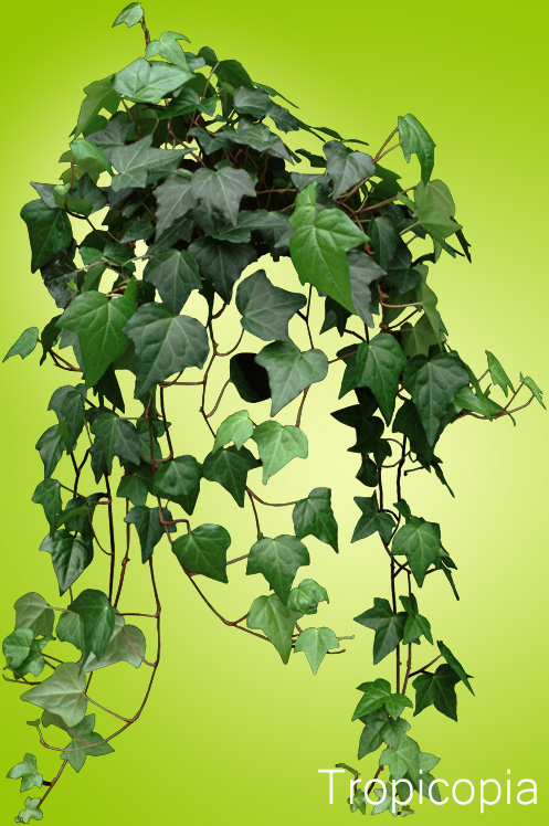 Small, dark green, leathery English Ivy Plant.