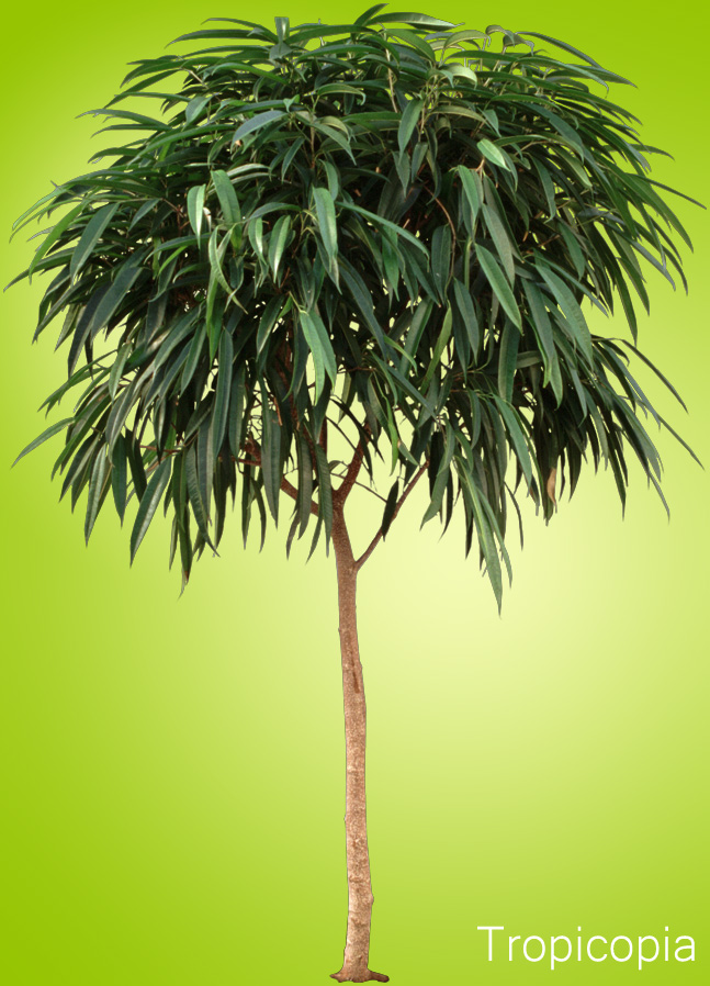 Long, narrow, green Ficus alii