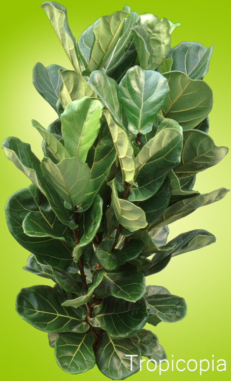 Hard, wide, dark green Ficus Lyrata Plant