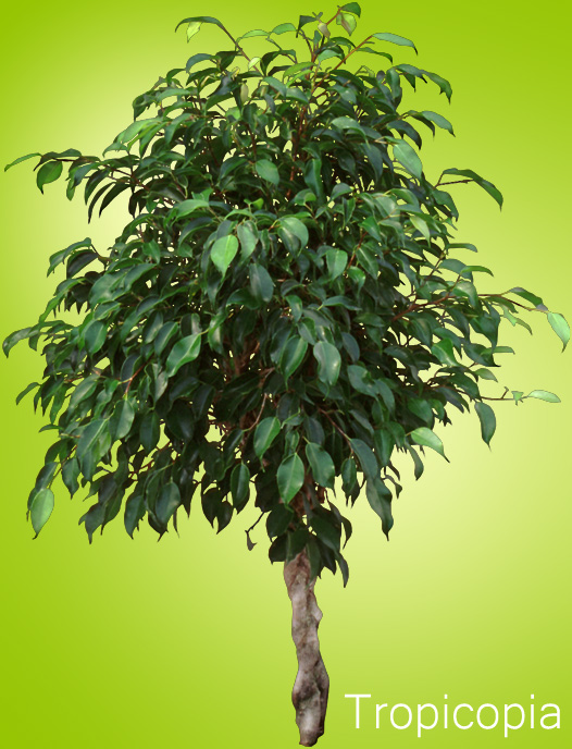 Dark green braided Ficus Benjamina Tree