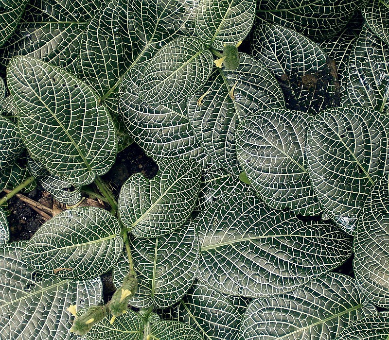 White veins in leaves of Fittonia plant. (Nerve)