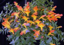 Bright orange Goldfish Plant