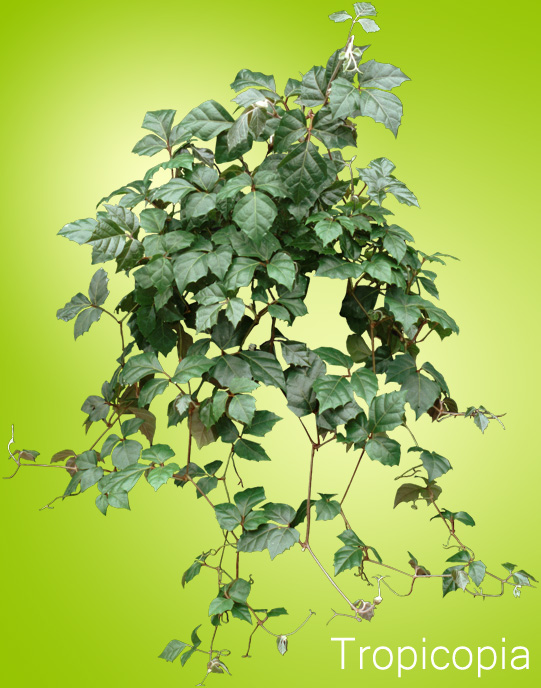 Dark green trailing Grape Ivy Plant