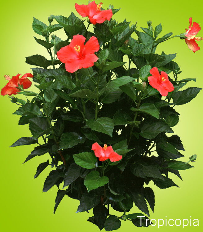 Red Hibiscus Plant with dark green leaves