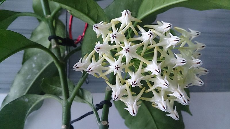 White Star shaped flowers on Hoya Shooting Stars