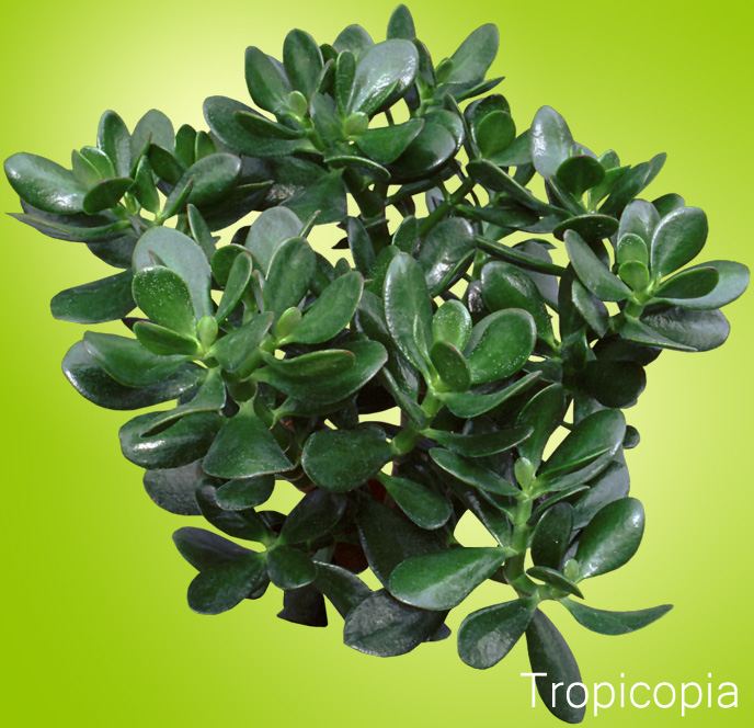 Jade Plant with thick, green, leathery leaves