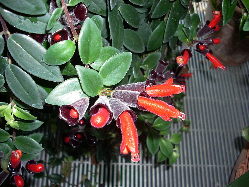 Red tubular Lipstick Plant Flowers