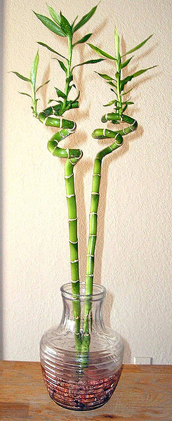 Spiral green Lucky Bamboo plant