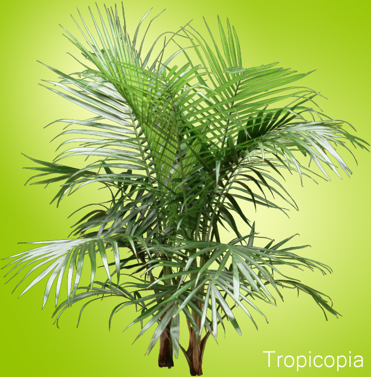 Large green Majesty Palm