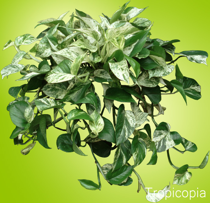 White and green Marble Queen Pothos