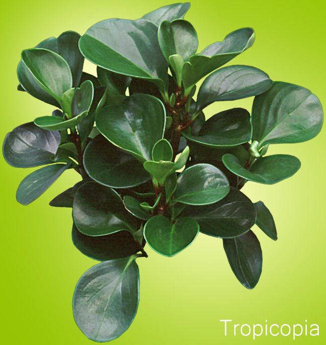 Thick, green, rubbery peperomia Plantk, green, rubbery leaves.