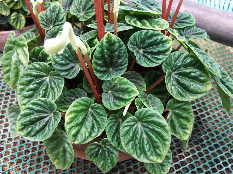 Red stems, rippled, heartshaped Peperomia caperata