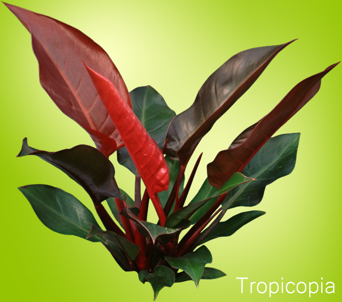 Red and green Philodendron Imperial Red Plant