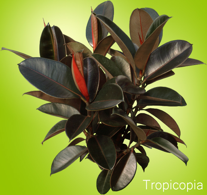 Green and red Rubber Tree Plant