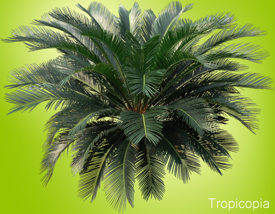 Stiff green fronds on Sago Palm