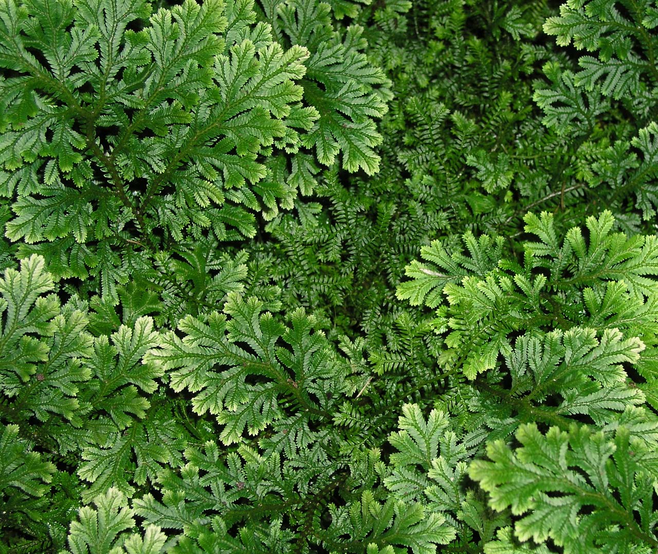 Small bright green Selaginella Plant