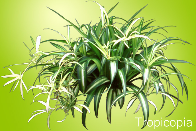 Green and white Spider Plant
