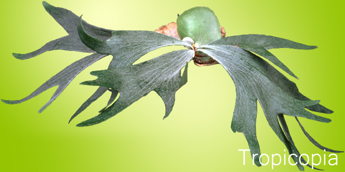 Thick, greenish-gray,hairy Staghorn Fern Plant