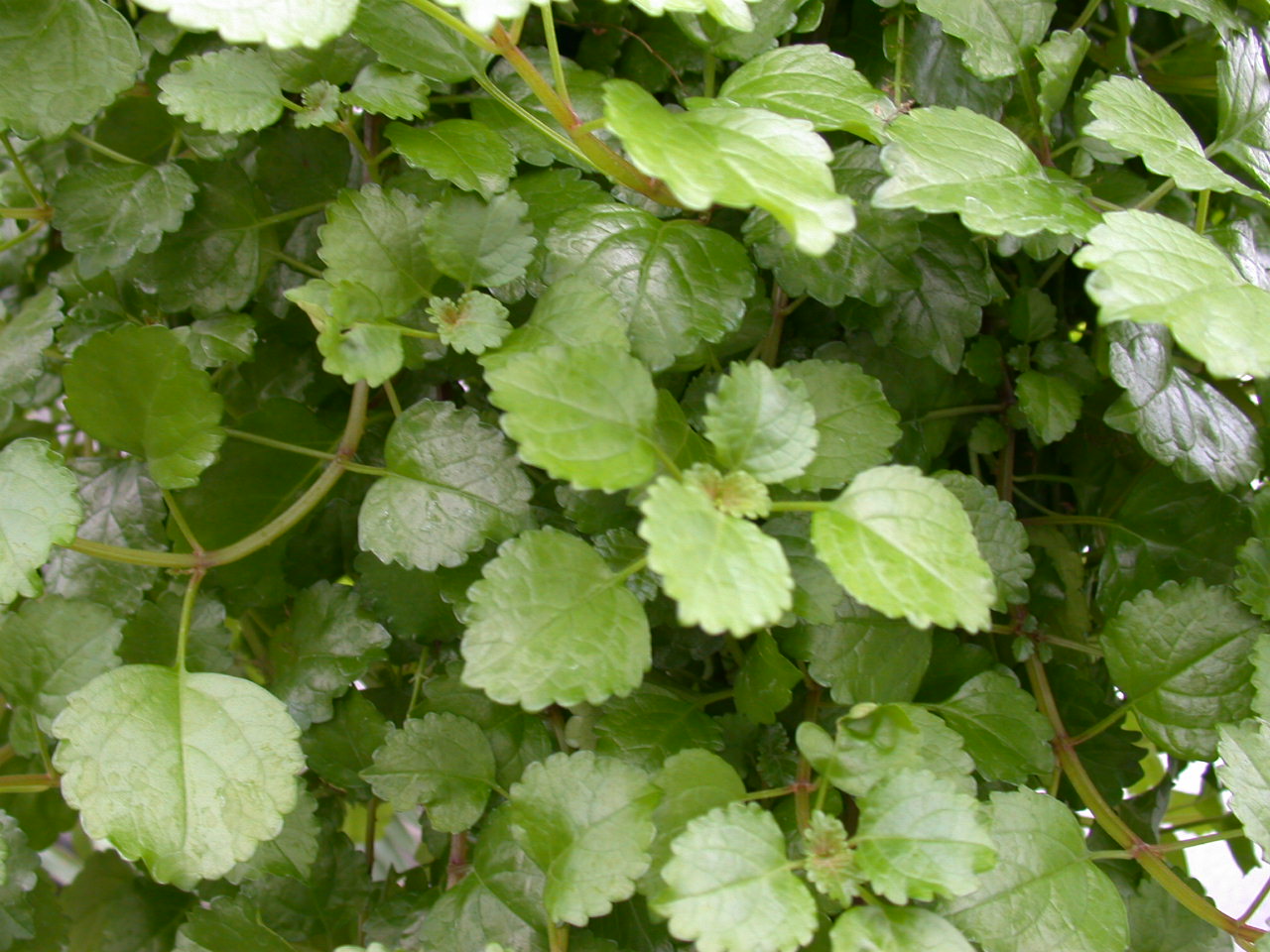 Scalloped, bright green Swedish Ivy Plant