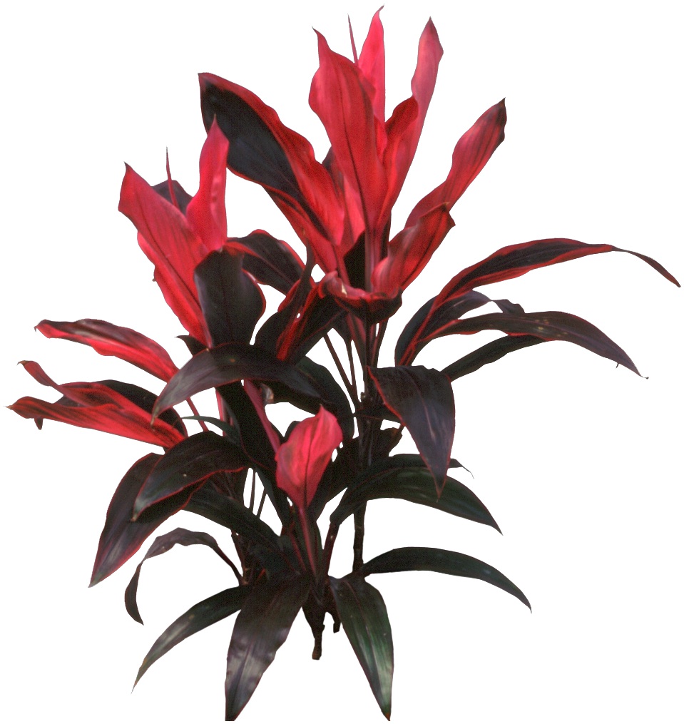Red Hawaiian Ti Plant