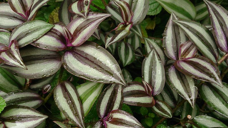 Purple,green,and cream colored Wandering Jew Plant