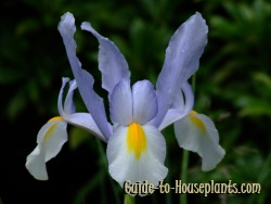dutch iris, dutch iris bulbs, blue iris flowers
