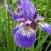 Thumbnail #1 of Iris sibirica by poppysue