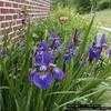 Thumbnail #3 of Iris sibirica by hczone6