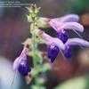 Thumbnail #3 of Salvia glabrescens by Gerris2
