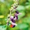 Thumbnail #2 of Salvia glabrescens by Gerris2