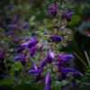 Thumbnail #5 of Salvia glabrescens by Kell