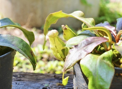 pitcher plant cutting