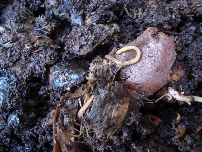worms-in-compost