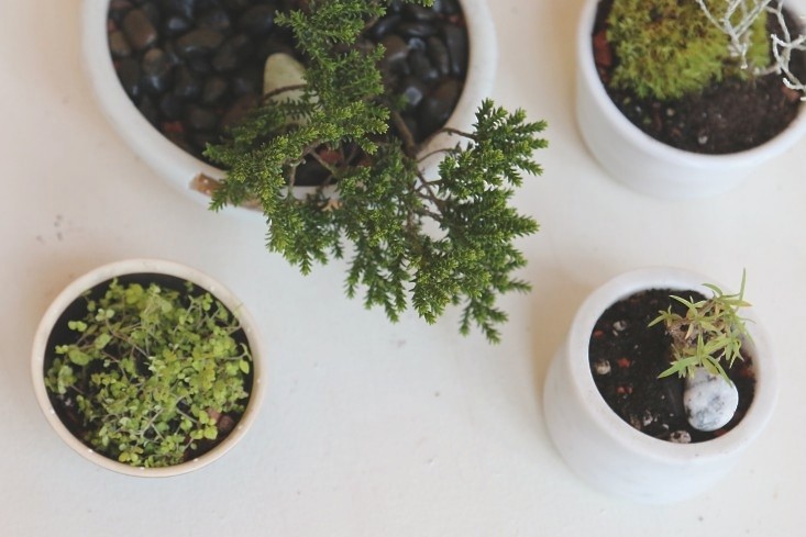 diy-modern-bonsai-gardenista