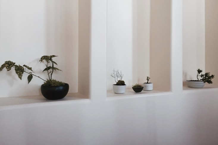 diy-modern-bonsai-nook-gardenista