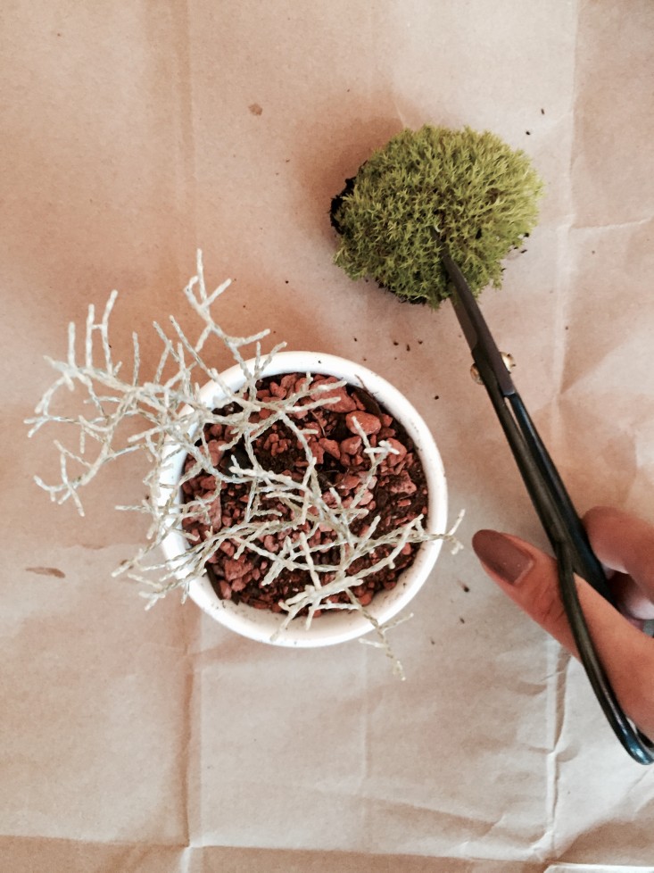 cutting moss