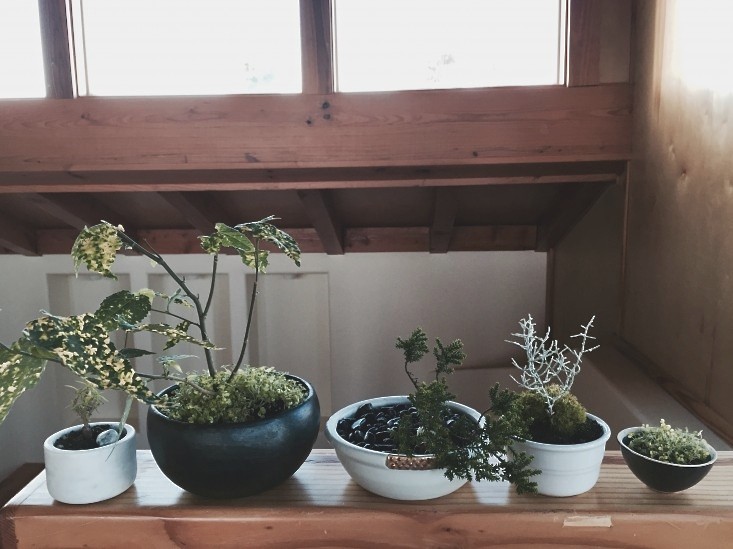 diy-modern-bonsai-3-gardenista